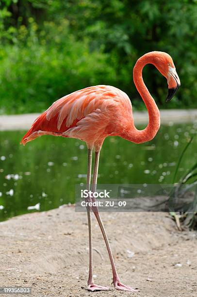 Photo libre de droit de Flamant Rose Sur Un Étang banque d'images et plus d'images libres de droit de Flamant - Flamant, Grand flamant, Flamant rouge