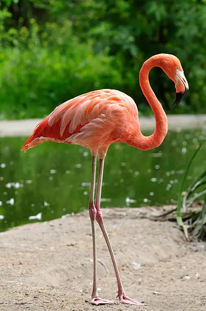 Pink flamingo on a pond