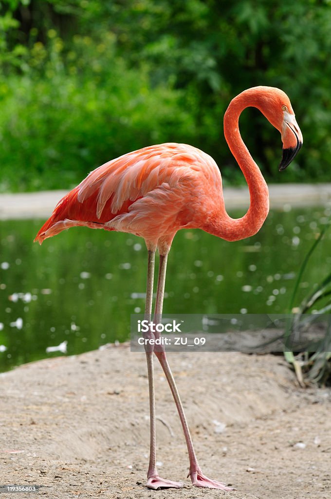 flamingo Rosa em um lago - Royalty-free Flamingo Foto de stock