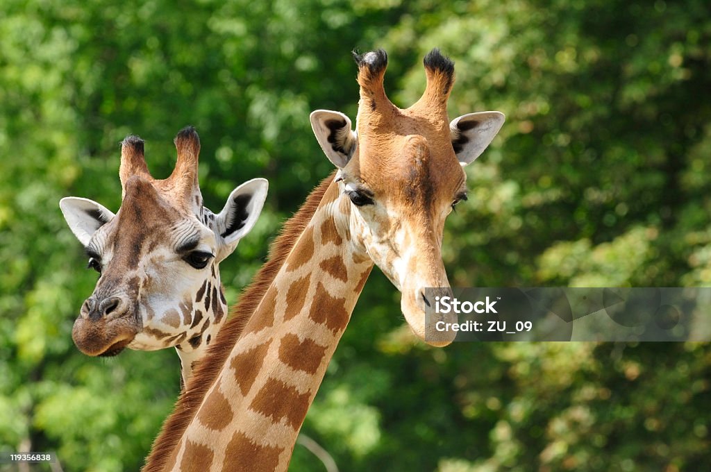 Heads of two giraffes in front of green trees Zoo Stock Photo