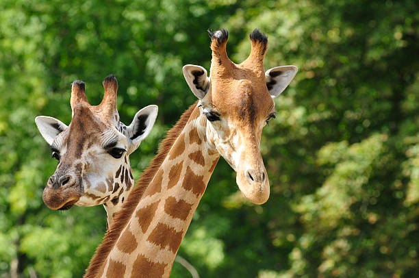 Heads of two giraffes in front of green trees stock photo