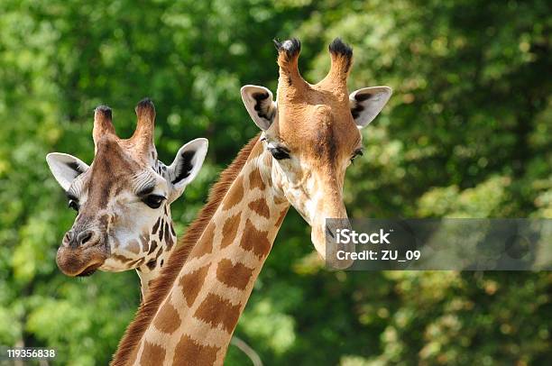 Heads Of Two Giraffes In Front Of Green Trees Stock Photo - Download Image Now - Zoo, Giraffe, Animal