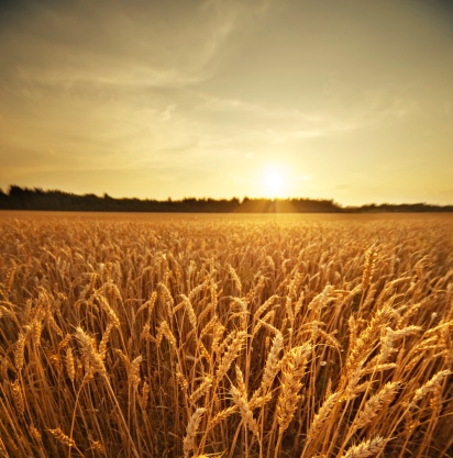 Golden glowing barley field in the rising sun.\nThis image is part of a series.