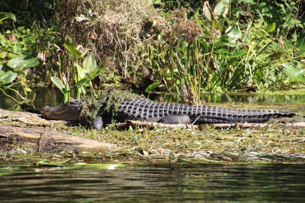 istock Alligator basking in the sun 1193568532
