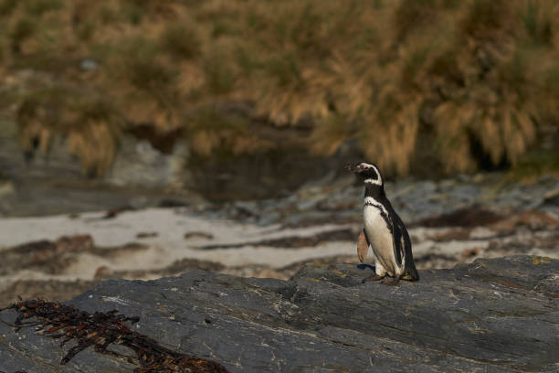 istock Magellanic Penguin going to sea to feed. 1193569970