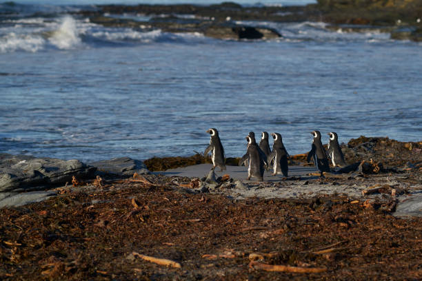 istock Magellanic Penguin going to sea to feed. 1193570015