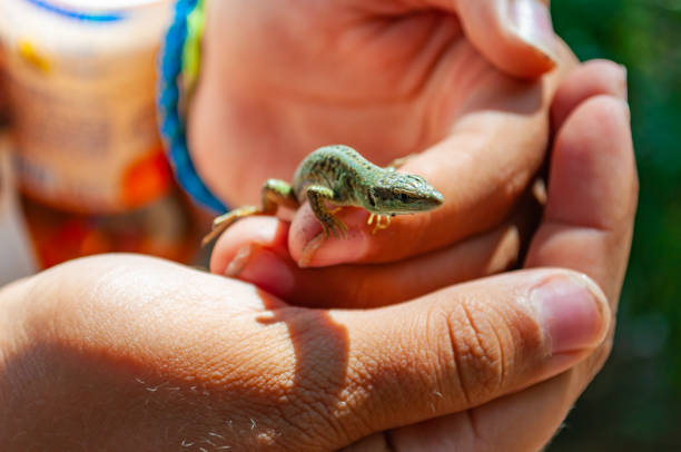 770+ Catch Lizard Stock Photos, Pictures & Royalty-Free Images - iStock