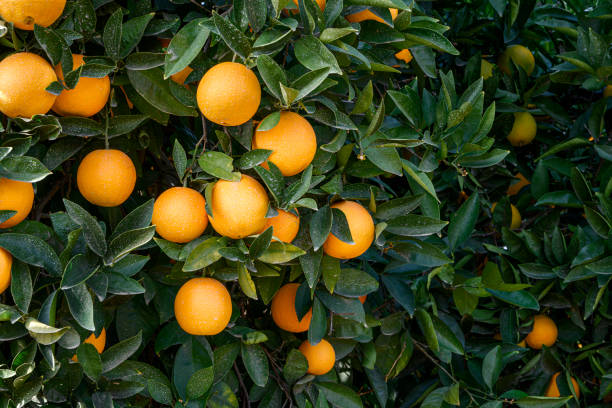 istock Close-up of Navel Oranges Ripening On Tree 1193571137