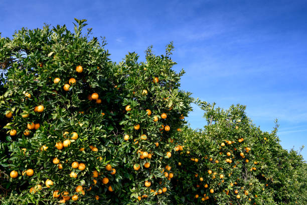istock Close-up of Navel Oranges Ripening On Tree 1193571491