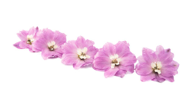 istock delphinium flower isolated 1193572040