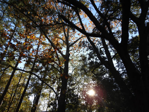 istock Silhoutte of Tree Line with Fall Leaves During Sunset 1193572196
