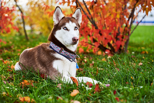 Pensive sad dog lying on the grass autumn orange leaves, staring ahead, empty space for text. Horizontal snapshot husky in white brown coloring, blue eyes, big acute ears.