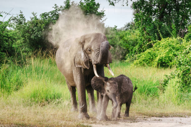 Mother elephant with child  on grassland