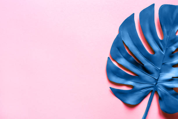 istock Blue monstera leaf on a pink background. Flat lay, top view. 1193573464