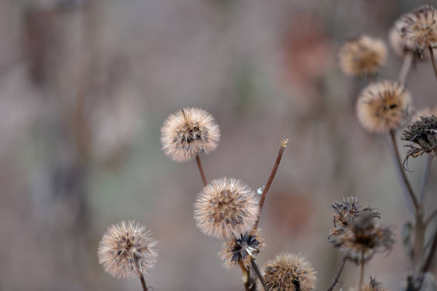istock Fragile dry plant in a winter park 1193573732