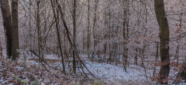 zima w mroźnym, śnieżnym lesie na zboczu w górach krusnych - czech republic ski winter skiing zdjęcia i obrazy z banku zdjęć
