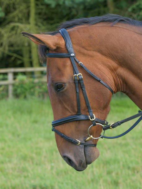 istock Horse Head Shot 1193573808