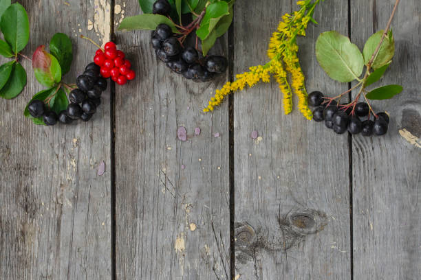 schisandra chinensis oder fünf-geschmack-beere. aronia oder chokeberry. goldrute. kopieren sie den raum auf grauem holzhintergrund. - berry fruit fruit ash autumn stock-fotos und bilder