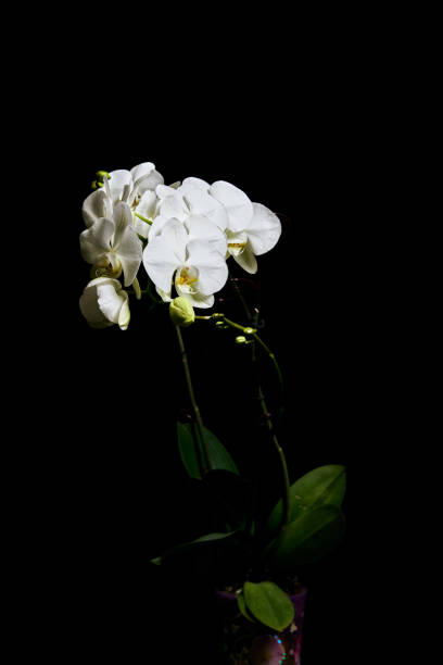 White orchid Phalaenopsis isolated on black background. White orchid branch blossom. Copy space for cards and design. Flower background. Orchids blossom close up. Floral concept. Orchid growing tips.