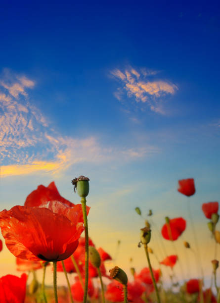 istock Poppy field, green grass and bright dawn 1193576692