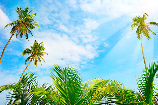 Coconut palm tree and blue sky with bright sunshine. Tropical background
