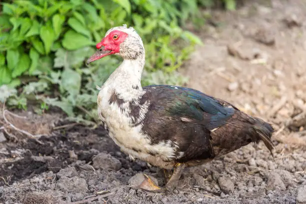 Photo of Muscovy duck walking at the fresh soil at the organic household.