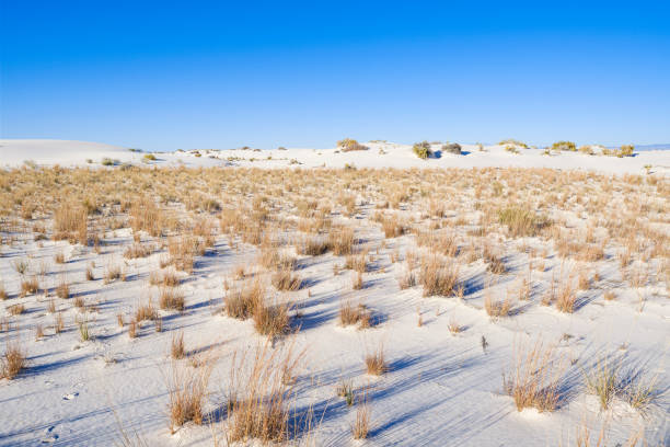 istock White Sands Gypsum Dunes 1193577614