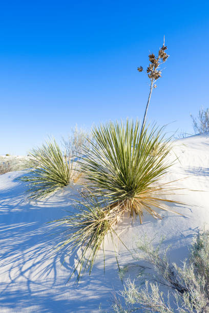 istock White Sands Gypsum Dunes 1193577655