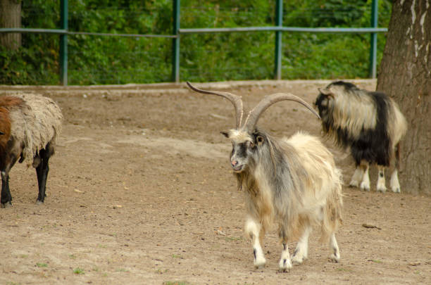 istock Goats and sheep together, a sheep dark 1193577680