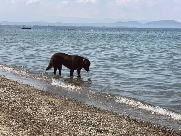 istock Dog in the sea 1193577958
