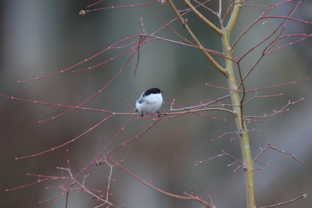 istock a willow tit on a branch of tree 1193578041