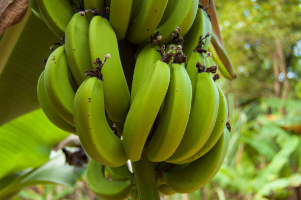 istock bunch of green banana 1193580420