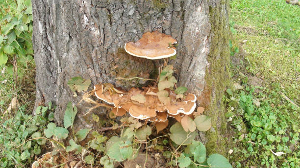istock Ischnoderma resinosum commonly known as the late fall polypore, resinous polypore, or benzoin bracket. Mushroom on Tilia or Lindens tree in Banja Koviljaca park, 1193581830