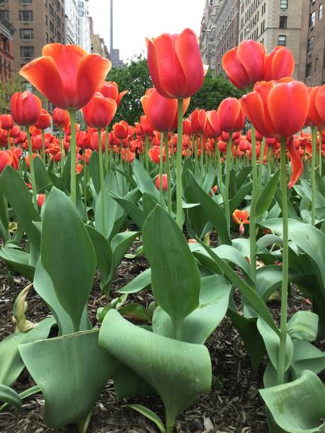 istock red tulips on park avenue 1193582027