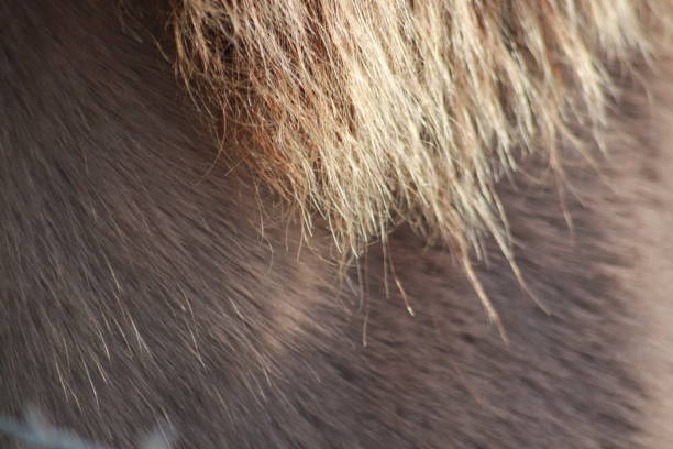 istock Horse's fur in close up 1193582129