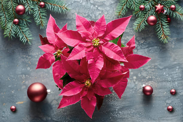 vibrante poinsettia rosa, celebración de navidad, plana sobre fondo de pintura líquida líquida oscura de pintura líquida fluida decorada con ramas de abeto y baratijas de vidrio rojo oscuro. - poinsettia flower potted plant plant fotografías e imágenes de stock