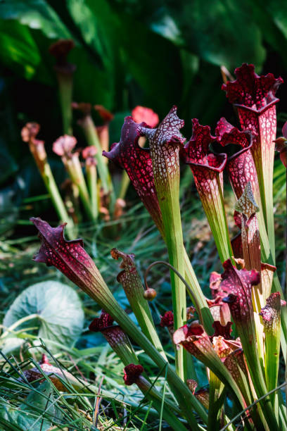 istock Floral background with predatory plant Sarracenia. Vertical. 1193582463