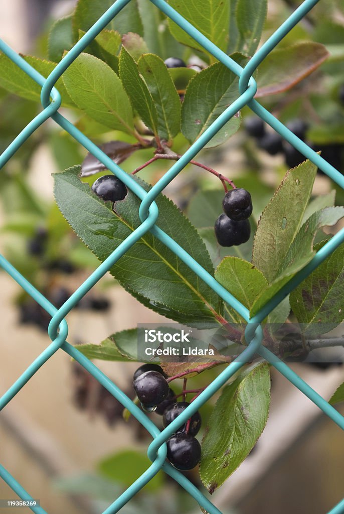 Bayas Chokeberries (Aronia - Foto de stock de Agricultura libre de derechos