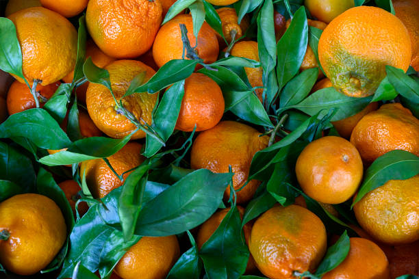 istock Fresh mandarin oranges fruit or tangerines with leaves as background, top view 1193583520