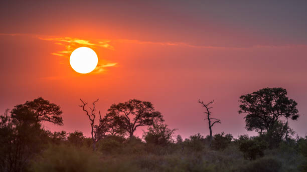 african sunset above silhouette savanna trees - kruger national park national park southern africa africa imagens e fotografias de stock