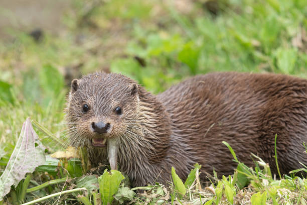 istock Eurasian otter (lutra lutra) 1193585760