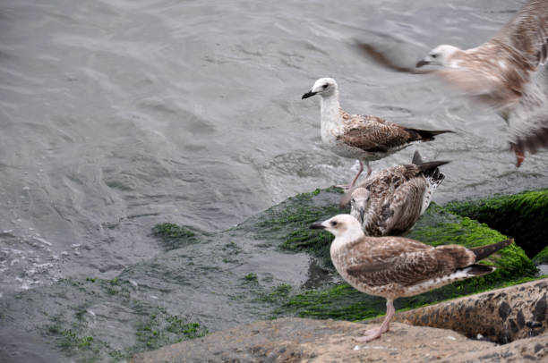 istock a group of seagulls resting and another began to fly 1193587000
