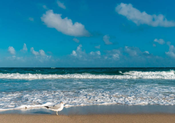 istock Stunning seascape with seagull bird 1193587922