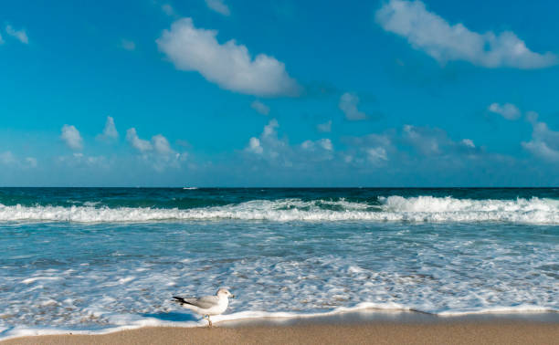 istock Stunning seascape with seagull bird 1193587949