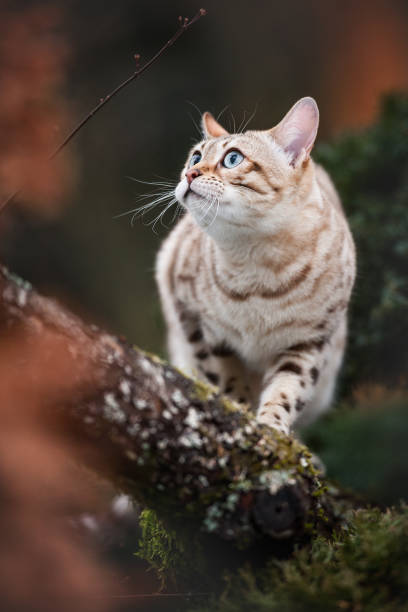 istock Bengal Cat Outdoor 1193589014