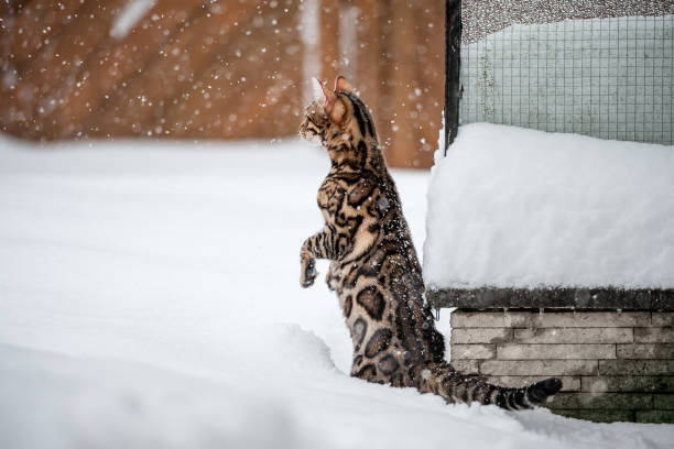 istock Bengal Cat Outdoor 1193589037