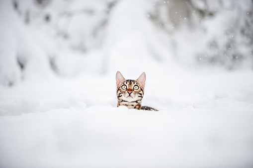 Bengal Cat playing in Snow Winter Landscape