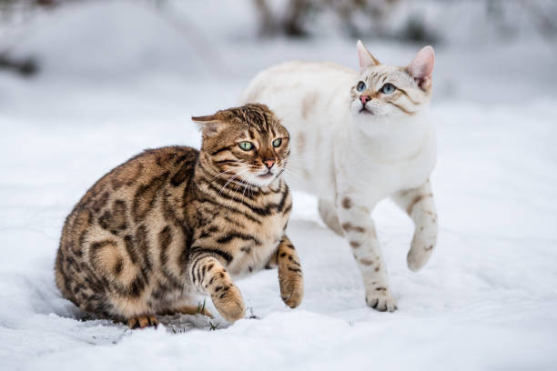 istock Bengal Cat Outdoor 1193589123