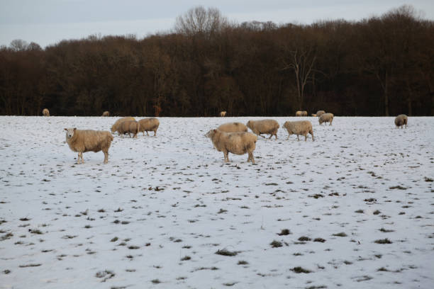 istock Sheep in snowy field 1193589181