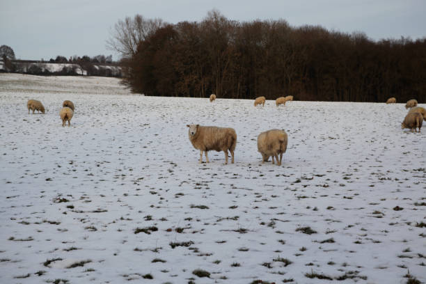 istock Sheep in a snow covered field 1193589253